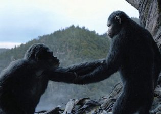 The Big (Ape) Society