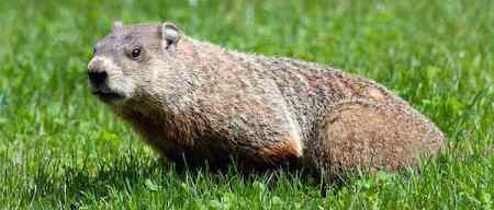 A woodchuck, yesterday