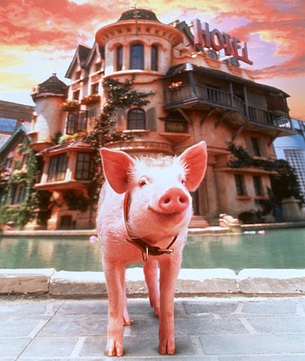 Pig in a hotel
