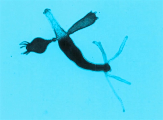 Microscopic Pond Life